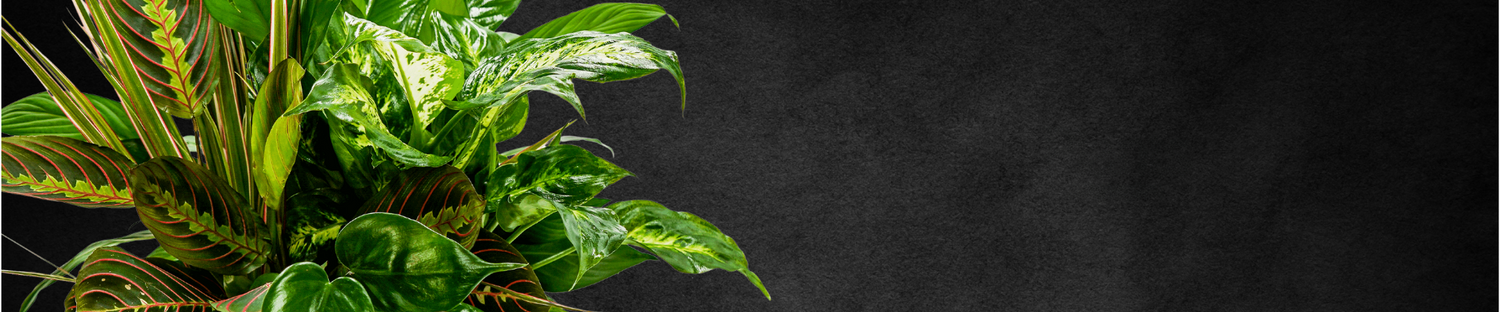 Plants