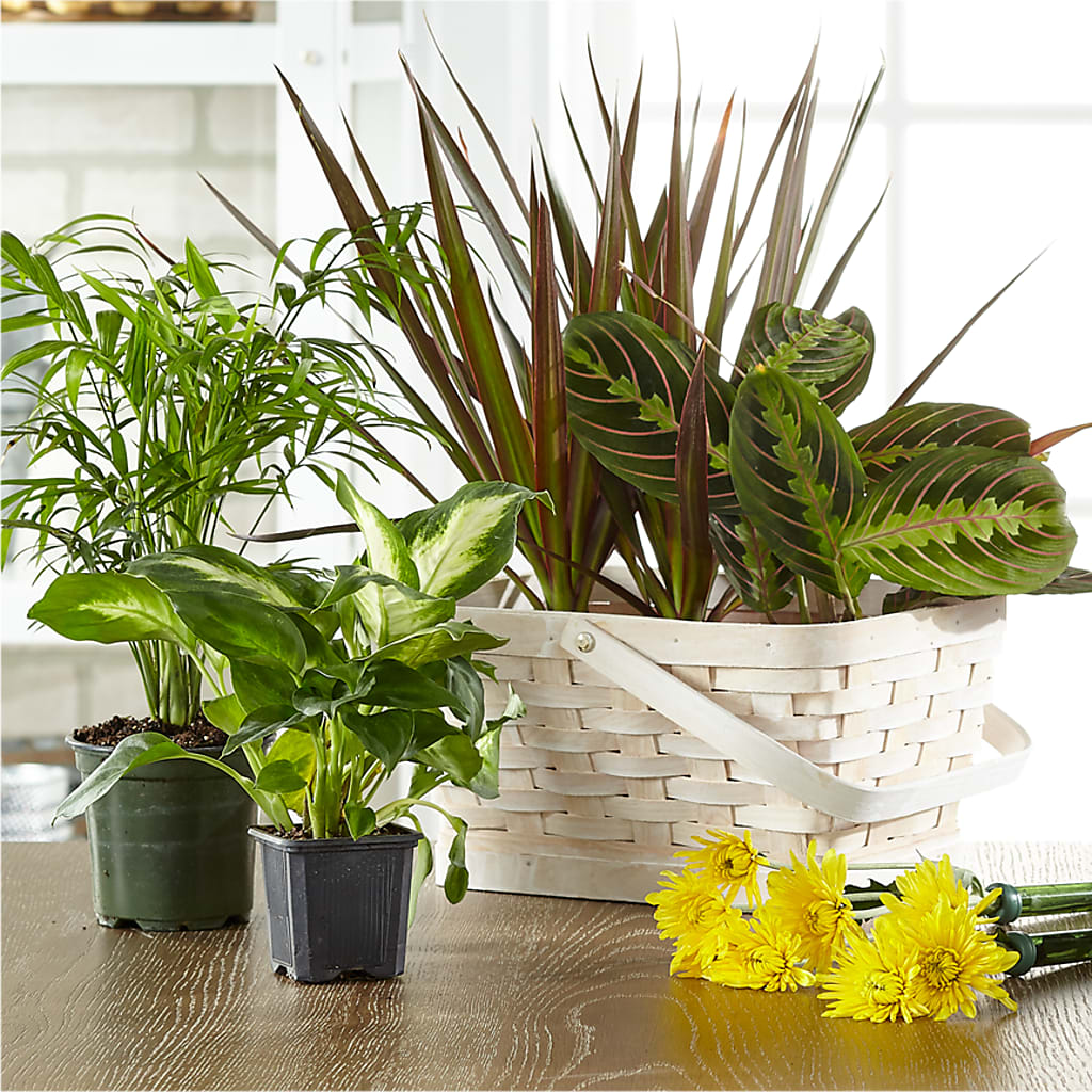 Florist Designed Blooming and Green Plants in a Basket – DIVINE FLORAL & GIFTS, Arlington TX