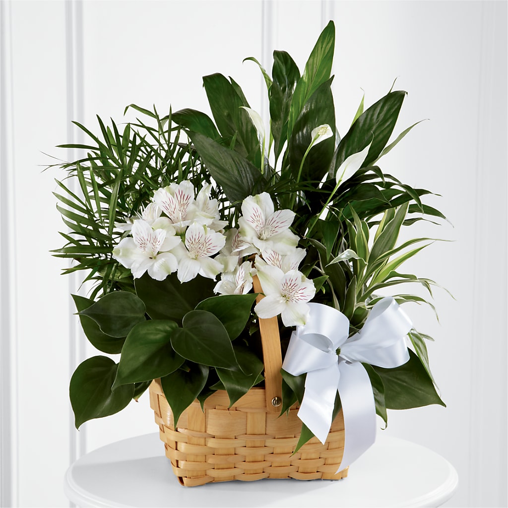 Peace & Serenity Dishgarden – DIVINE FLORAL & GIFTS, Arlington TX