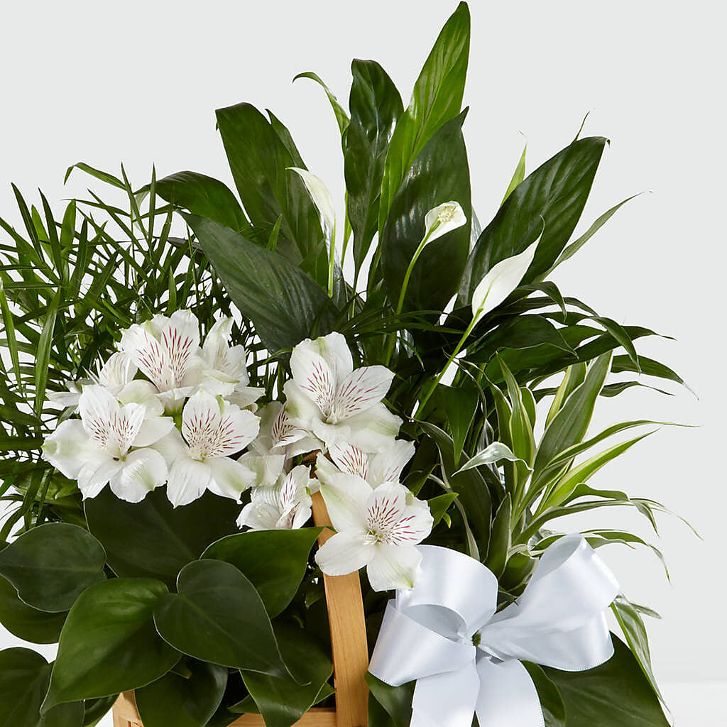 Peace & Serenity Dishgarden – DIVINE FLORAL & GIFTS, Arlington TX