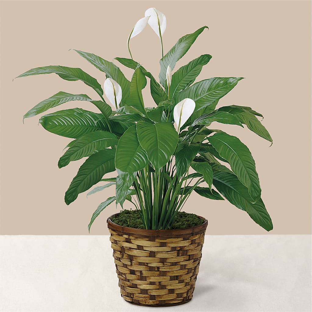 Tranquil Moments Peace Lily Plant – DIVINE FLORAL & GIFTS, Arlington TX