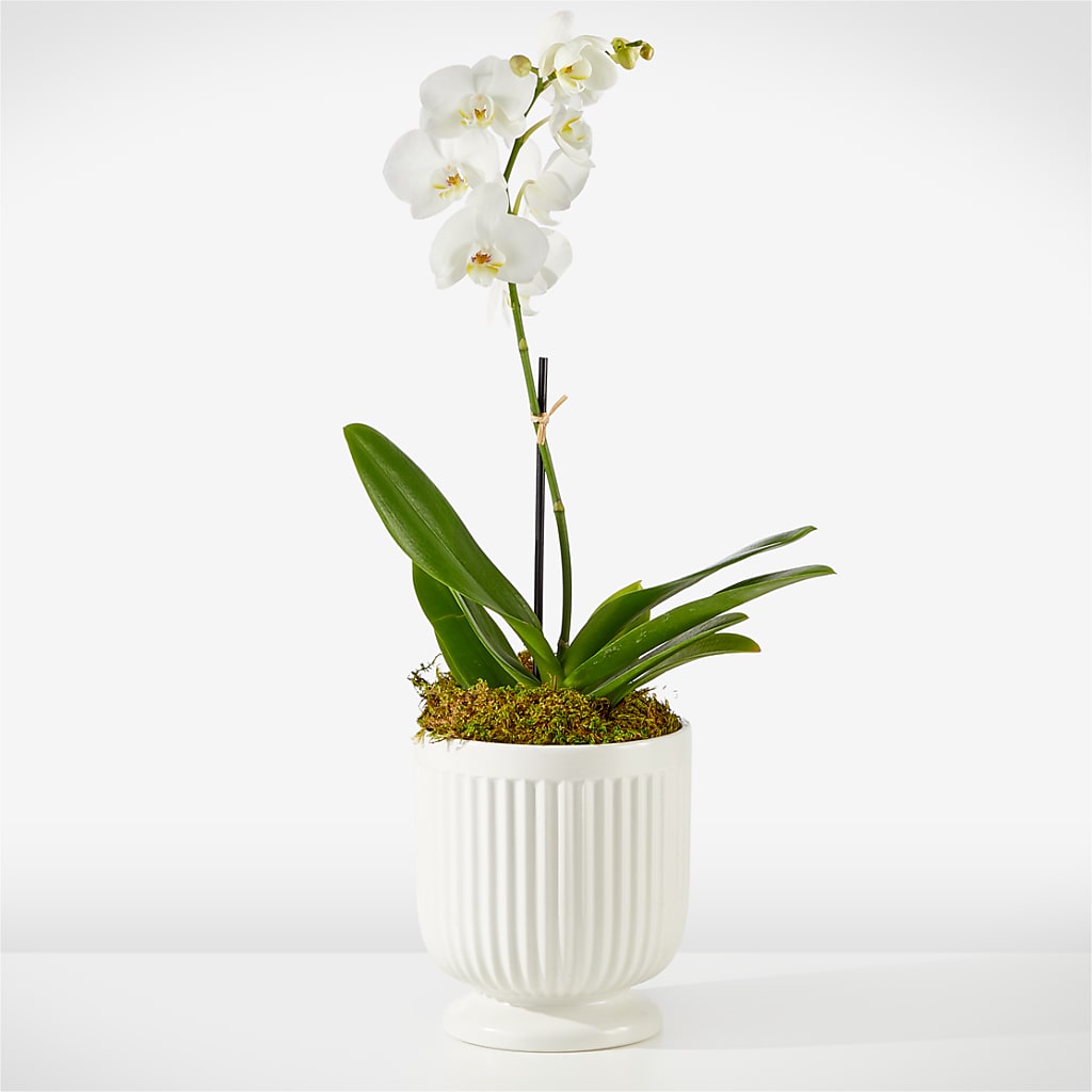 Whispering White Orchid – DIVINE FLORAL & GIFTS, Arlington TX
