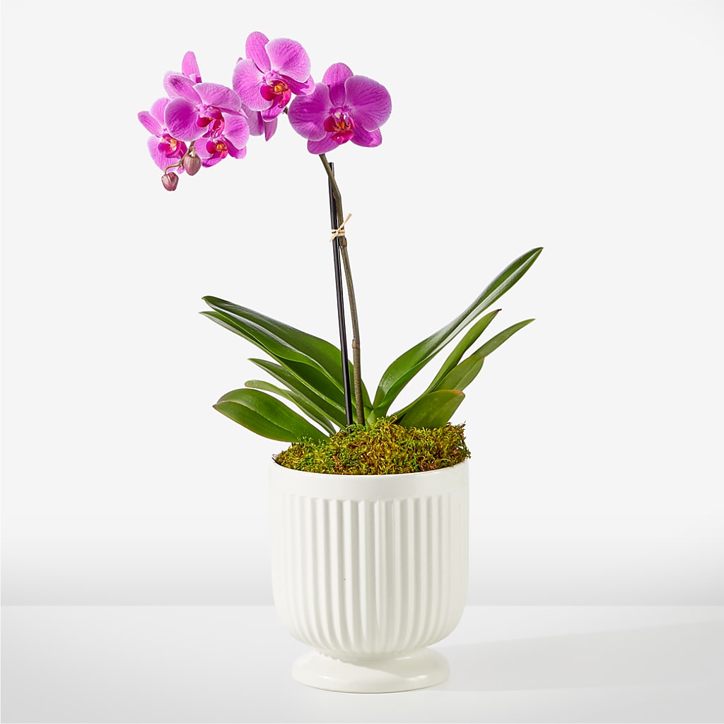 Friendly Fuchsia Orchid – DIVINE FLORAL & GIFTS, Arlington TX