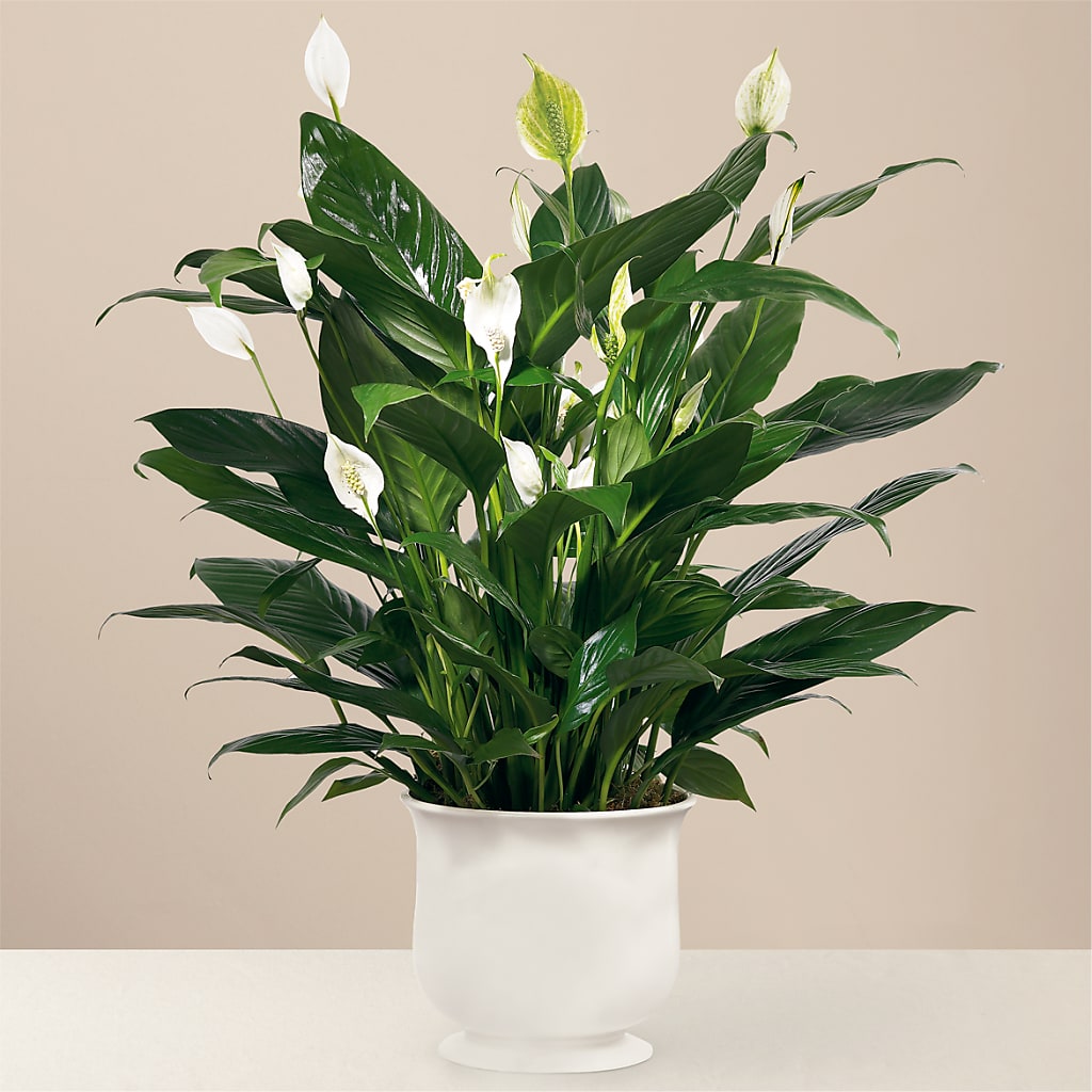 Comfort Planter – DIVINE FLORAL & GIFTS, Arlington TX