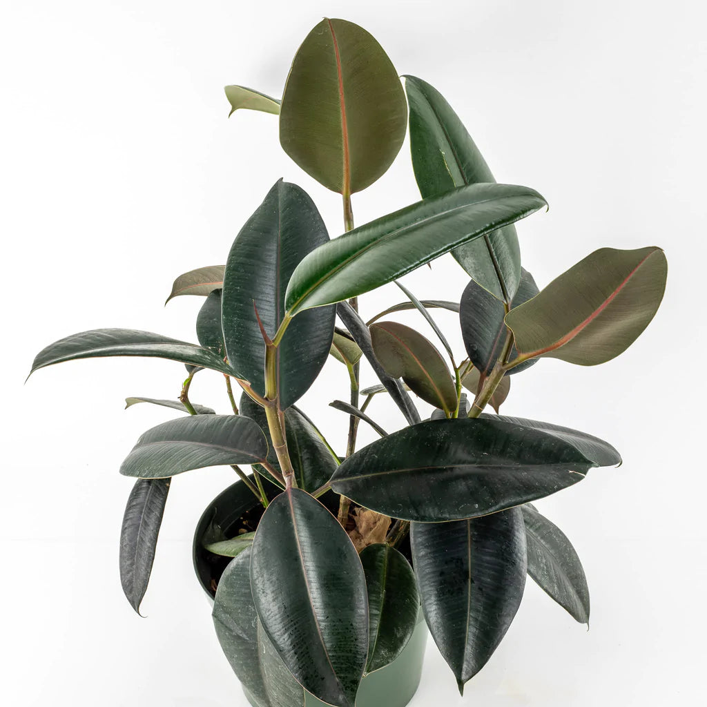 rubber tree blooms Rubber Tree – flower arrangement | Arlington, TX