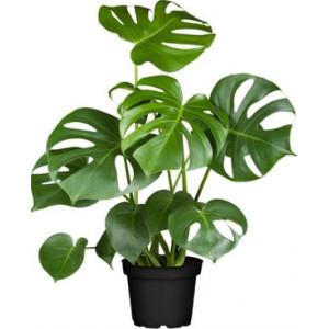 philodendron buy india Split Leaf Philodendron – flower arrangement | Arlington, TX