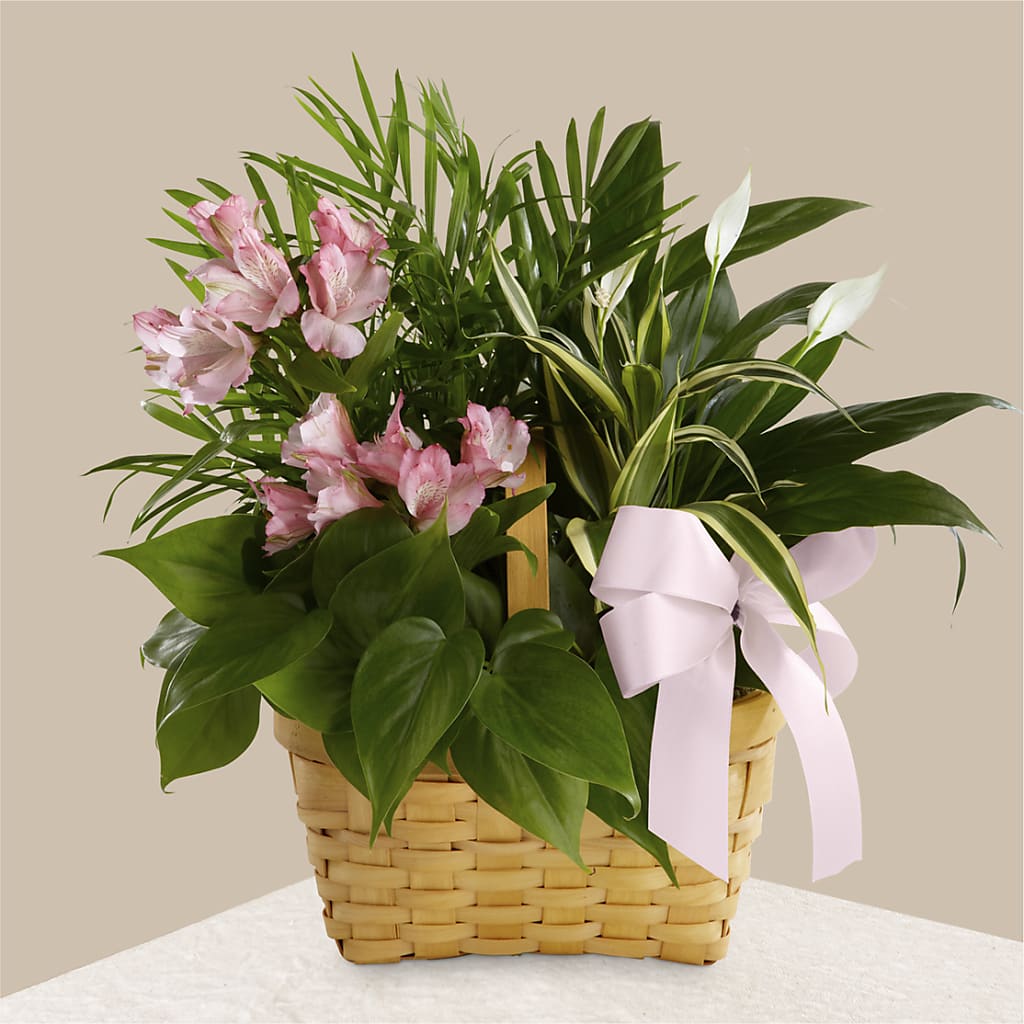 Living Spirit Dishgarden – DIVINE FLORAL & GIFTS, Arlington TX