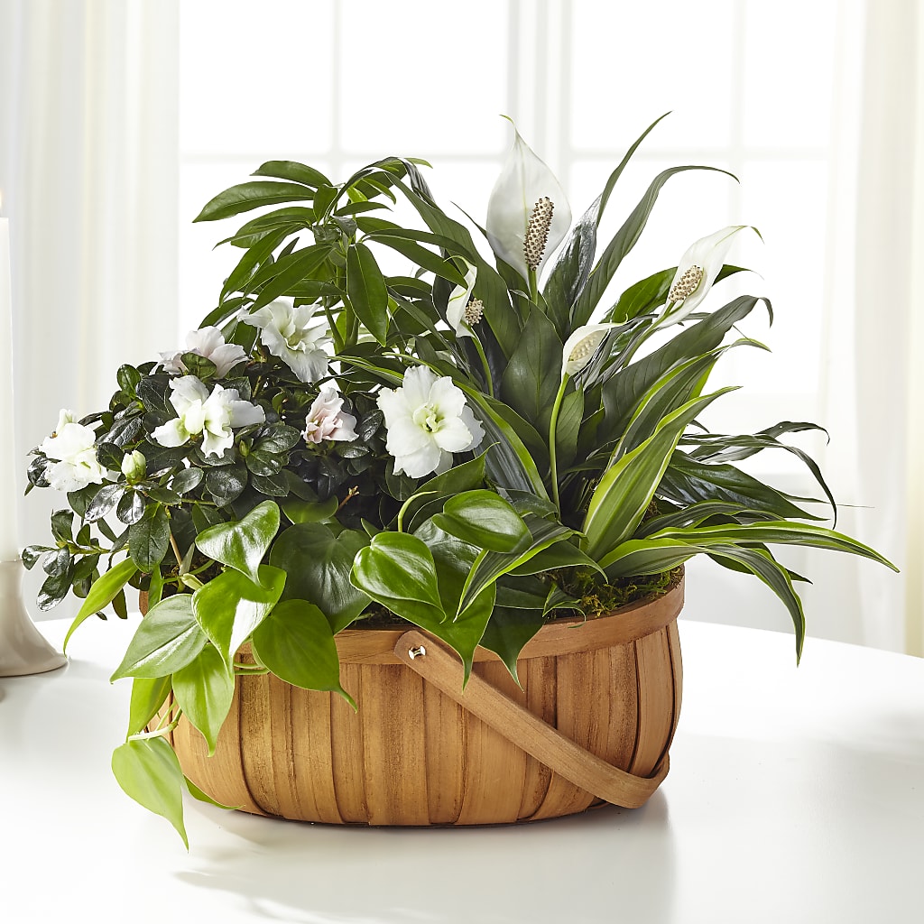 Serene Dishgarden – DIVINE FLORAL & GIFTS, Arlington TX