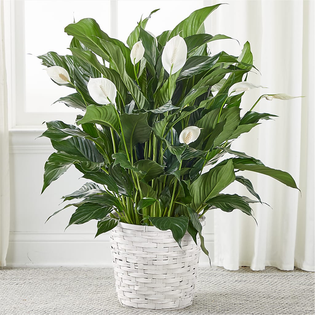 A New Leaf Peace Lily – DIVINE FLORAL & GIFTS, Arlington TX