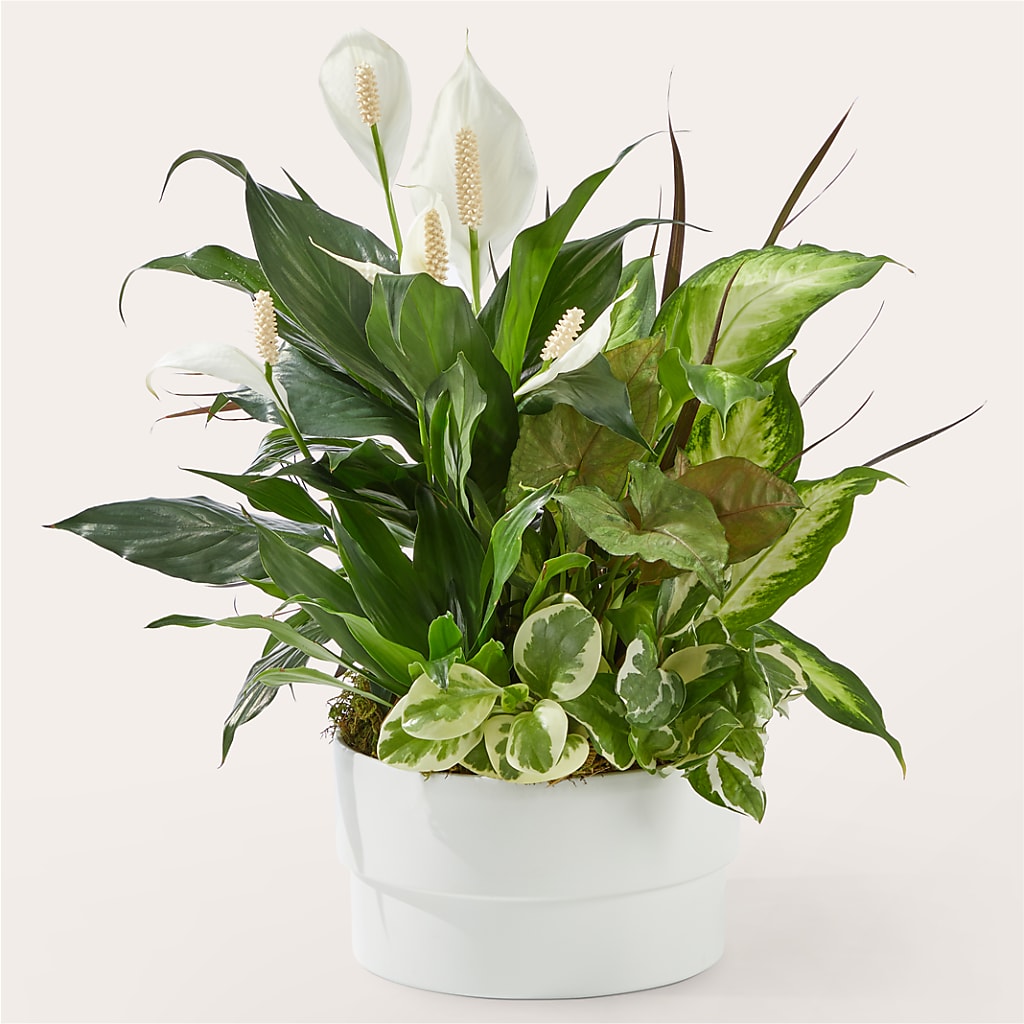Radiating Positivity Dishgarden – DIVINE FLORAL & GIFTS, Arlington TX