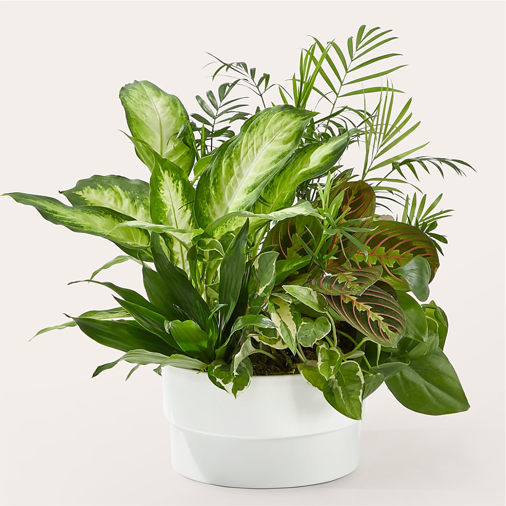Radiating Positivity Dishgarden – DIVINE FLORAL & GIFTS, Arlington TX