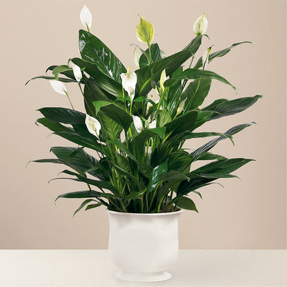 Comfort Planter – DIVINE FLORAL & GIFTS, Arlington TX