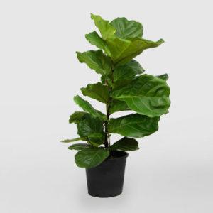 Fiddle Leaf Fig