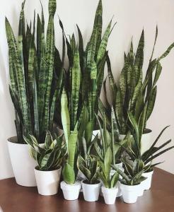 Snake Plant