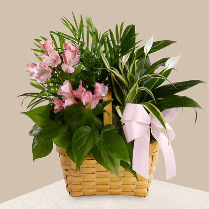 Living Spirit Dishgarden – DIVINE FLORAL & GIFTS, Arlington TX