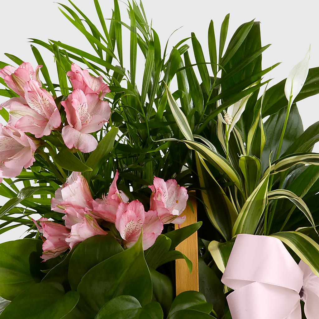 Living Spirit Dishgarden – DIVINE FLORAL & GIFTS, Arlington TX