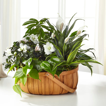 Serene Dishgarden – DIVINE FLORAL & GIFTS, Arlington TX
