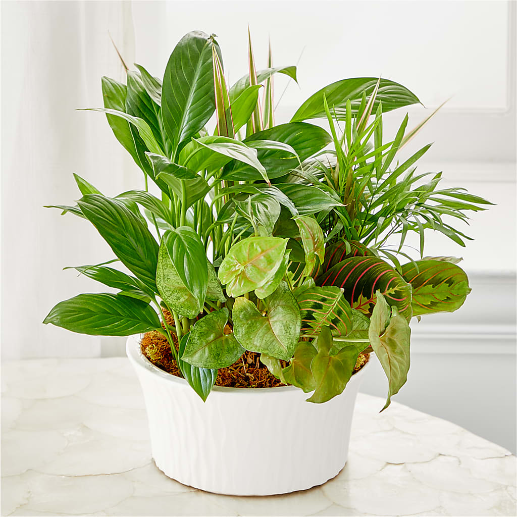 Balance & Harmony Dishgarden – DIVINE FLORAL & GIFTS, Arlington TX