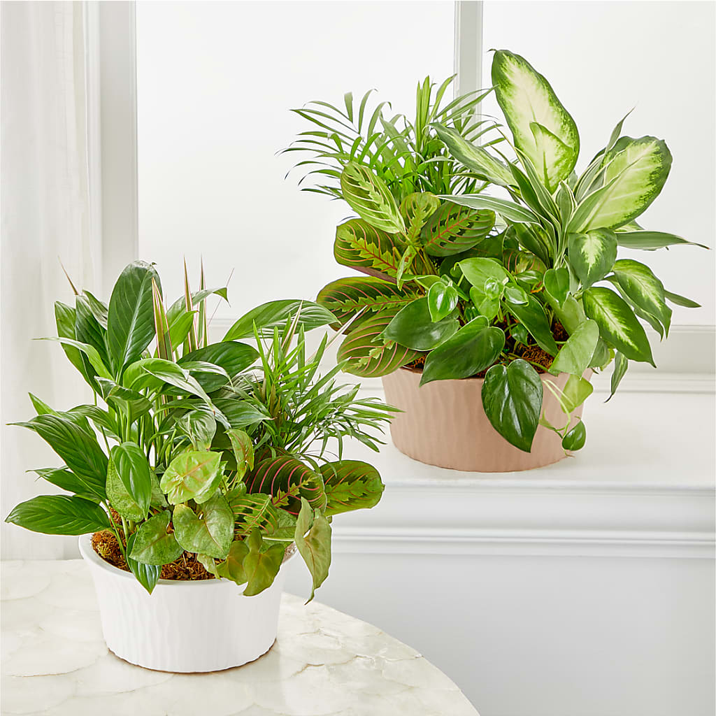 Balance & Harmony Dishgarden – DIVINE FLORAL & GIFTS, Arlington TX