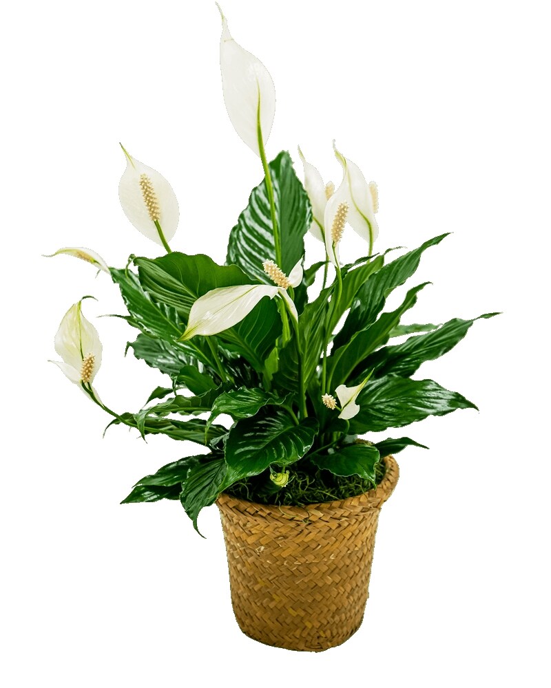 Peace Lily Basket - Small