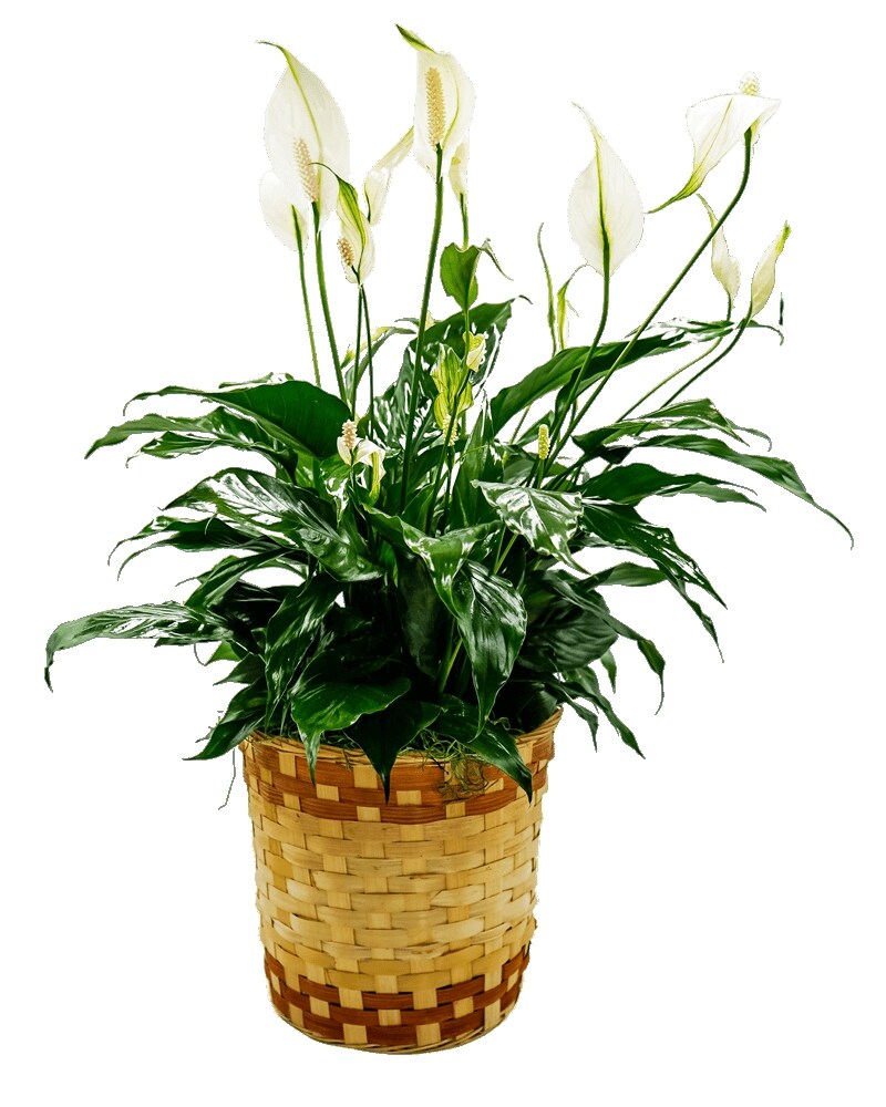 Peace Lily Basket - Medium