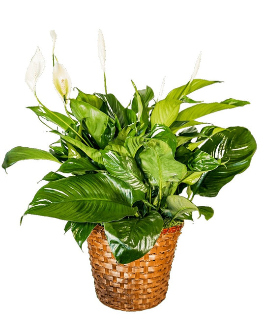 Peace Lily Basket - Large