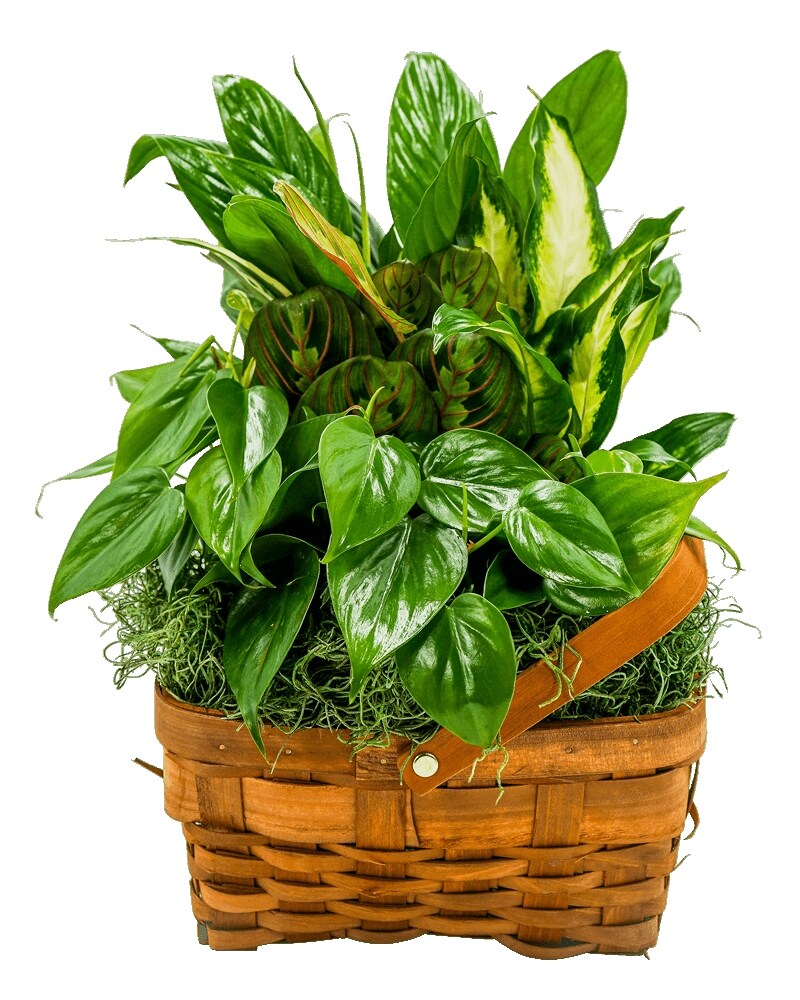 Forever Green Mixed Basket