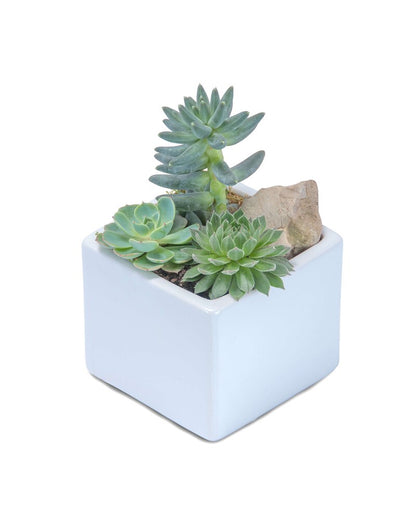 Mini Stunning Succulent