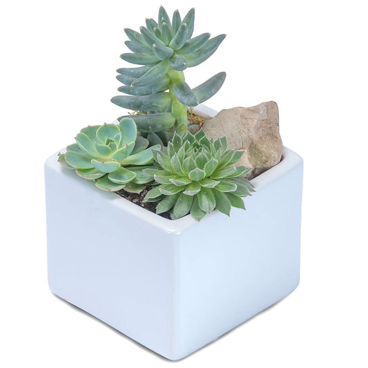 Mini Stunning Succulent