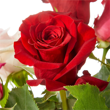 Love Notes Rose Bouquet – DIVINE FLORAL & GIFTS, Arlington TX