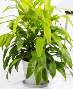 8" Floor Plant - Limelight Dracaena